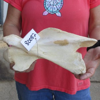 12" Giraffe Vertebra Bone - $50