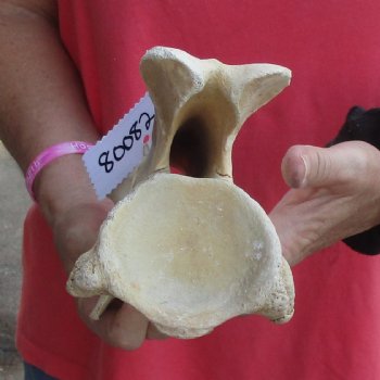 12" Giraffe Vertebra Bone - $50