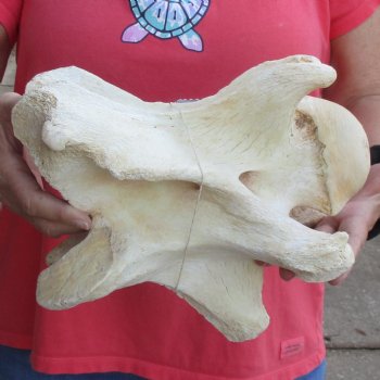 10-1/2" Giraffe Vertebra Bone - $50