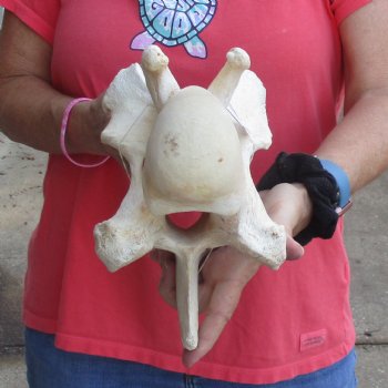 10-1/2" Giraffe Vertebra Bone - $50