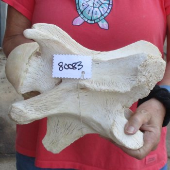 10-1/2" Giraffe Vertebra Bone - $50