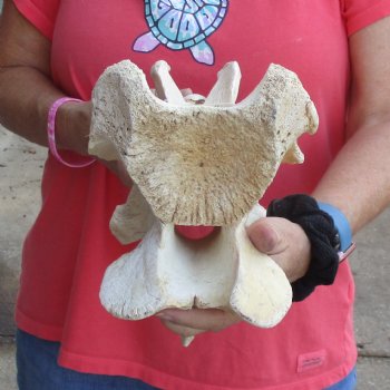 10-1/2" Giraffe Vertebra Bone - $50