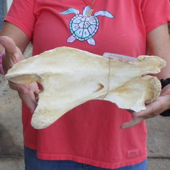 B-Grade 12" Giraffe Vertebra Bone - $35