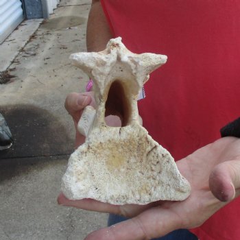 B-Grade 12" Giraffe Vertebra Bone - $35