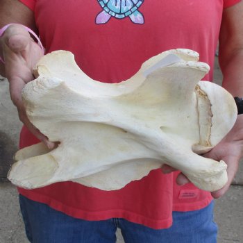 11-1/2" Giraffe Vertebra Bone - $50