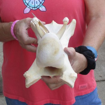 11-1/2" Giraffe Vertebra Bone - $50