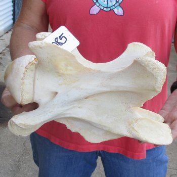 11-1/2" Giraffe Vertebra Bone - $50