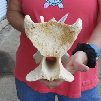 11-1/2" Giraffe Vertebra Bone - $50