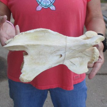 11-1/2" Giraffe Vertebra Bone - $50