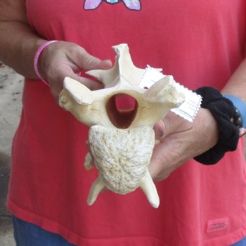 11-1/2" Giraffe Vertebra Bone - $50