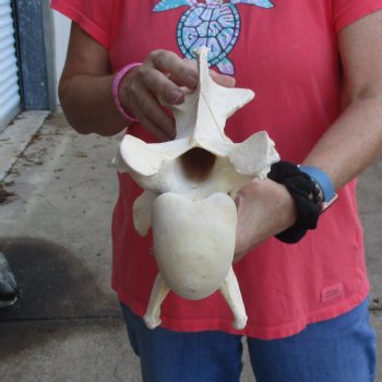 13-1/2" Giraffe Vertebra Bone - $55