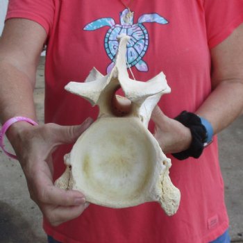 13-1/2" Giraffe Vertebra Bone - $55