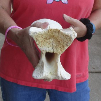 12-1/2" Giraffe Vertebra Axis Bone - $50