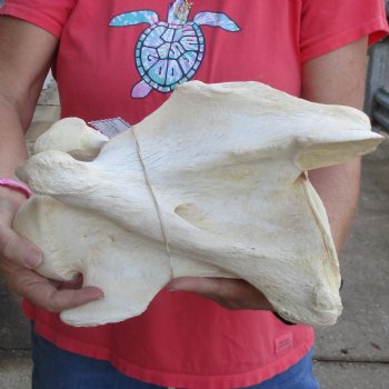 13" Giraffe Vertebra Bone - $55