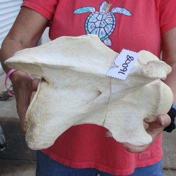 13" Giraffe Vertebra Bone - $55