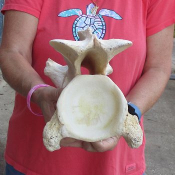 13" Giraffe Vertebra Bone - $55