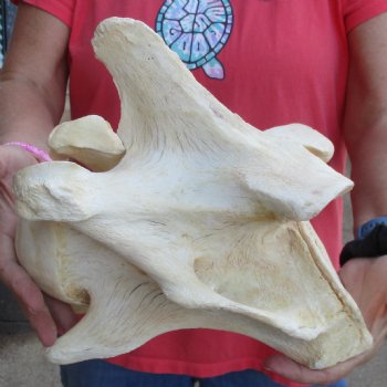 10-1/2" Giraffe Vertebra Bone - $50