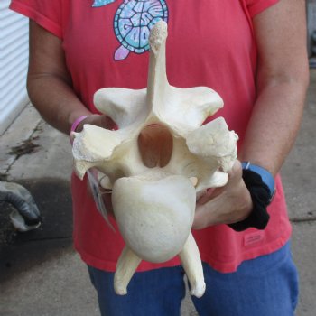 10-1/2" Giraffe Vertebra Bone - $50