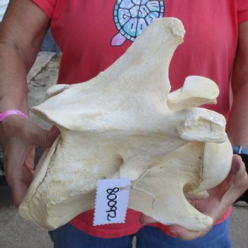 10-1/2" Giraffe Vertebra Bone - $50