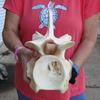 10-1/2" Giraffe Vertebra Bone - $50