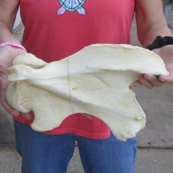 13" Giraffe Vertebra Bone - $55