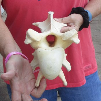 13" Giraffe Vertebra Bone - $55