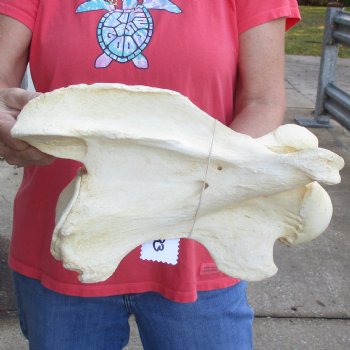 13" Giraffe Vertebra Bone - $55