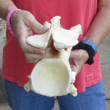 13" Giraffe Vertebra Bone - $55