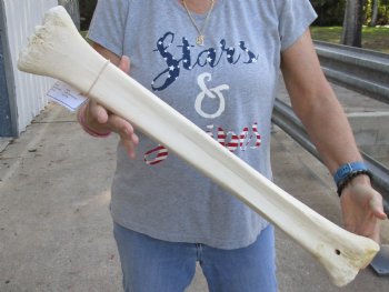 26" Giraffe Metacarpal Leg Bone - $125