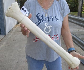 26" Giraffe Metacarpal Leg Bone - $125