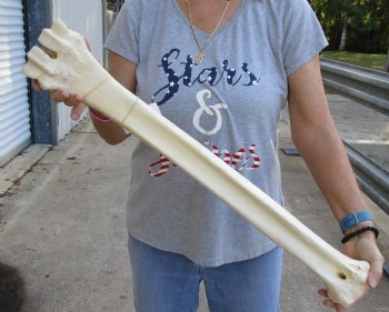 28" Giraffe Metatarsal Leg Bone, available for sale - $130