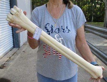 28" Giraffe Metatarsal Leg Bone, available for sale - $130