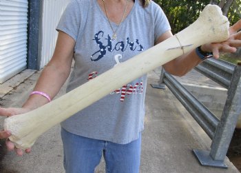 26" Giraffe Metacarpal Leg Bone - $125