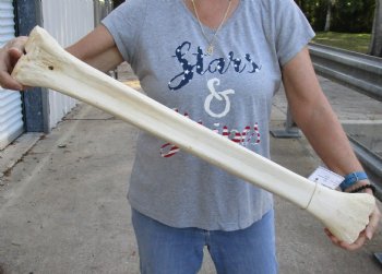 Massive 30" Giraffe Metacarpal Leg Bone - $135