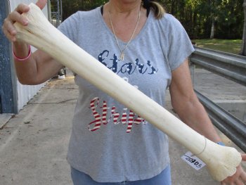 Massive 30" Giraffe Metacarpal Leg Bone - $135