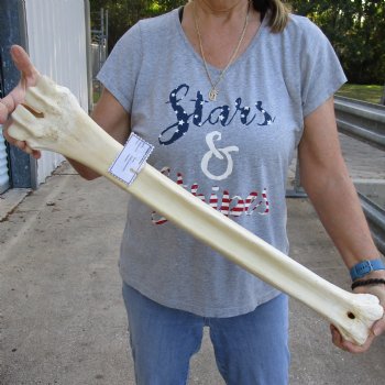 27" Giraffe Metatarsal Leg Bone, available for sale - $125