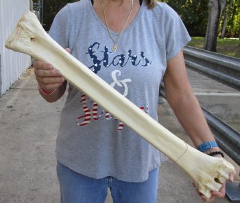 28" Giraffe Metacarpal Leg Bone - $130