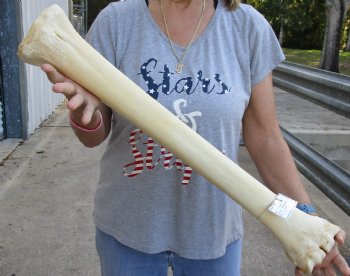 28" Giraffe Metacarpal Leg Bone - $130