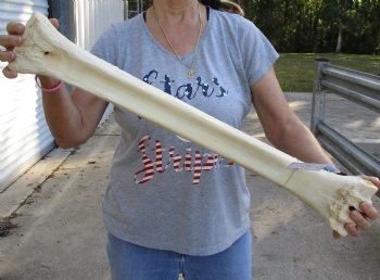 28" Giraffe Metacarpal Leg Bone - $130