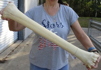 28" Giraffe Metacarpal Leg Bone - $130