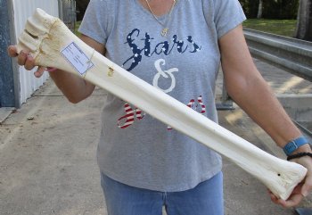 29" Giraffe Metacarpal Leg Bone - $130