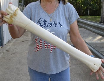 29" Giraffe Metacarpal Leg Bone - $130