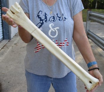 27" Giraffe Metacarpal Leg Bone - $125