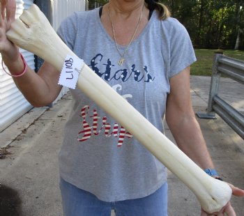 27" Giraffe Metacarpal Leg Bone - $125