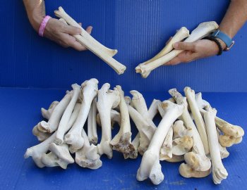 25 Semi-Clean Deer Leg Bones 7 to 12 inches long for sale $30 