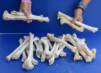 For Sale 25 Semi-Clean Deer Leg Bones 7 to 12 inches long for $30