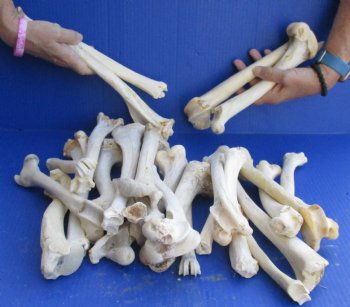 For Sale 25 Semi-Clean Deer Leg Bones 7 to 12 inches long for $30