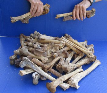 50 Nature Cleaned Deer Leg Bones, 7" to 12" - $25