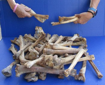 50 Nature Cleaned Deer Leg Bones, 7" to 12" - $25