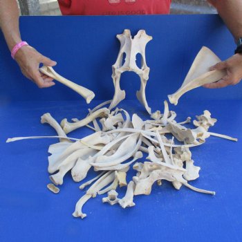 4lb lot of Assorted Wild Boar Bones - $30